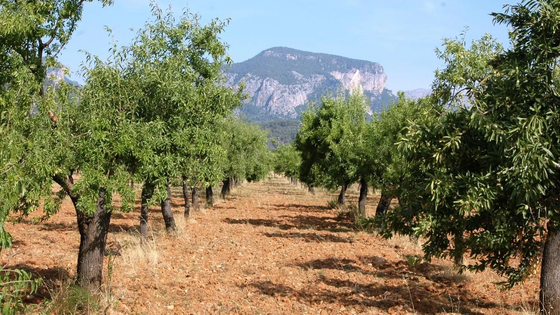 Casa de Férias Son Pelai Menut Vila Lloseta Espanha